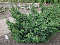 Можевельник китайський 'Блю Альпс' 3 года Juniperus chinensis 'Blue Alps'