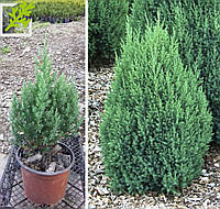 Ялівець китайський 'Стрікта' 3 річний Juniperus chinensis 'Stricta'