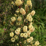 Каллістемон "Widdicombe Gem".
Callistemon sieberi "Widdicombe Gem"., фото 4