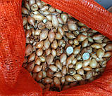 Озима цибуля сіянка Радар (Рейдер) мішок ( до 10 кг) фракція 10/21 BROER, фото 3