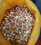 Цибуля сіянка Стурон 500 г фракція 10/21 Triumfus Onion Products, фото 2