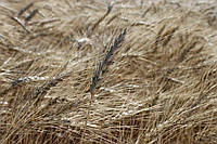 Насіння озимої пшениці Сториця (еліта)