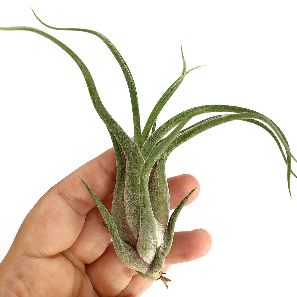 Тіландсія атмосферна Голова Медузи (Tillandsia Caput-medusae) XL, фото 1