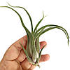 Тіландсія атмосферна Голова Медузи (Tillandsia Caput-medusae) XL, фото 3