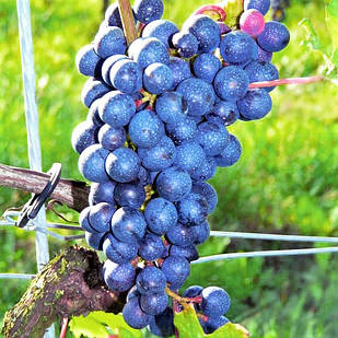 Саджанці Винограду Барон - раннього терміну, великоплідний, морозостійкий