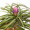 Тіландсія атмосферна Стрікта (Tillandsia Stricta), фото 2