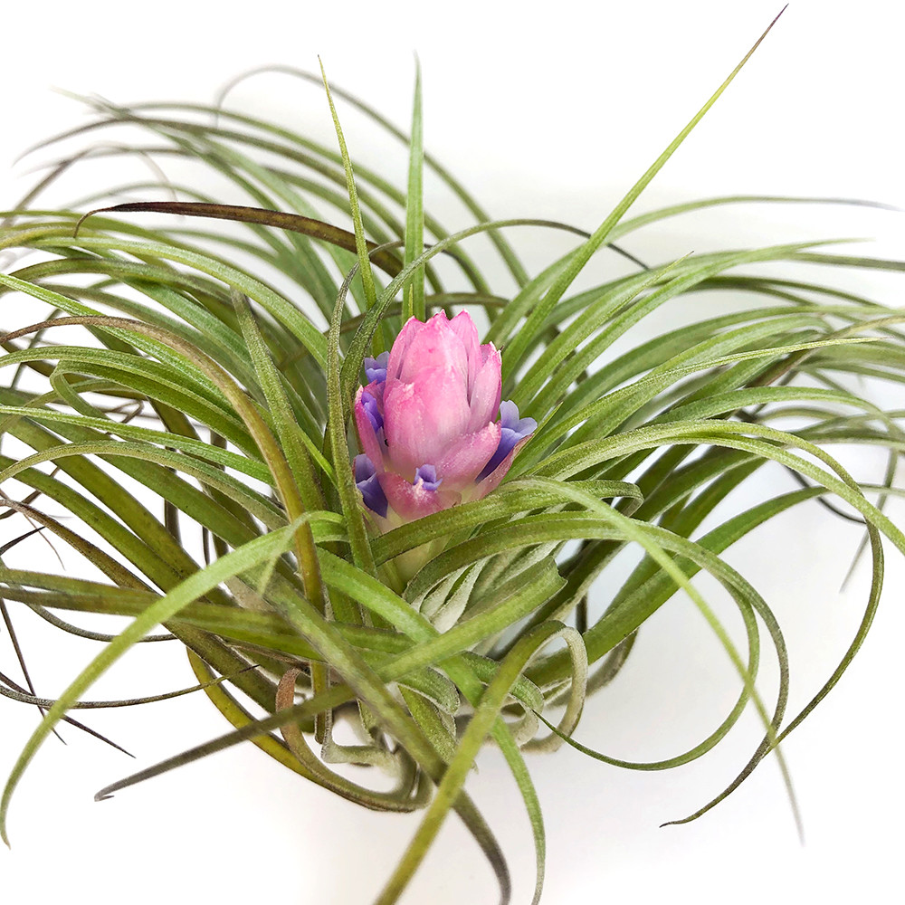 Тіландсія атмосферна Стрікта (Tillandsia Stricta)