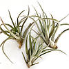 Тіландсія атмосферна Капітата (Tillandsia Capitata), фото 3