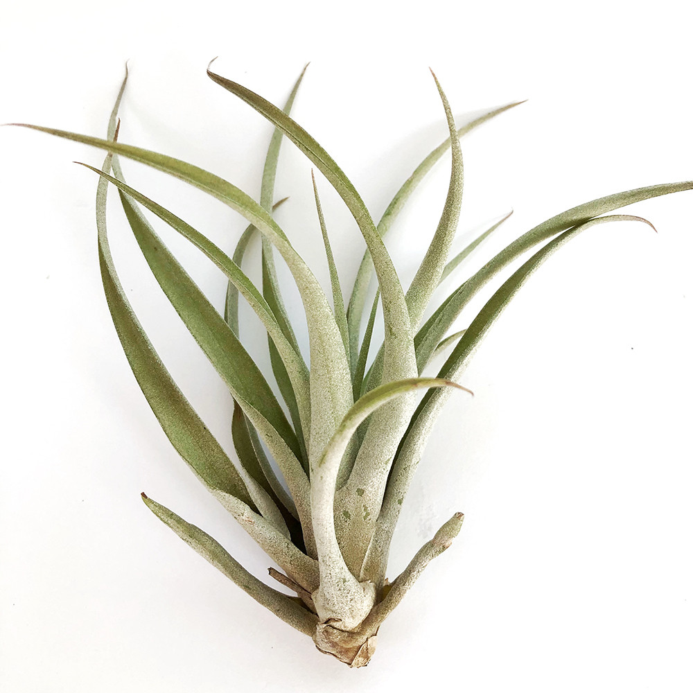 Тіландсія атмосферна Капітата (Tillandsia Capitata)