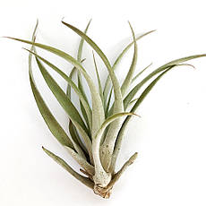 Тіландсія атмосферна Капітата (Tillandsia Capitata)