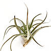 Тіландсія атмосферна Капітата (Tillandsia Capitata), фото 2