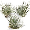 Тіландсія атмосферна Сільвер (Tillandsia Silver), фото 4