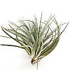 Тіландсія атмосферна Сільвер (Tillandsia Silver), фото 2