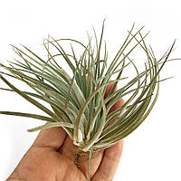 Тилландсия атмосферная Сильвер (Tillandsia Silver)