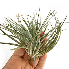 Тіландсія атмосферна Сільвер (Tillandsia Silver)