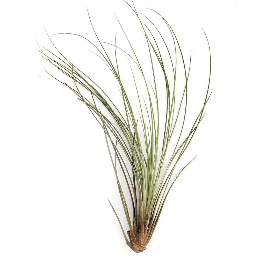 Тіландсія атмосферна Ситниковая (Tillandsia Juncea) розмір L