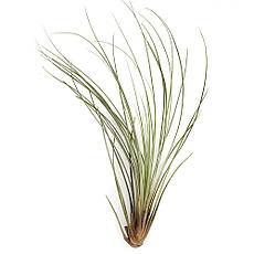 Тіландсія атмосферна Ситниковая (Tillandsia Juncea) розмір L