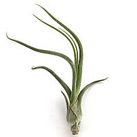 Тилландсия атмосферная ПсевдоБайли (Tillandsia Pseudobaileyi)