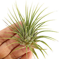 Тилландсия атмосферная Ионанта Green (Tillandsia Ionantha Green)