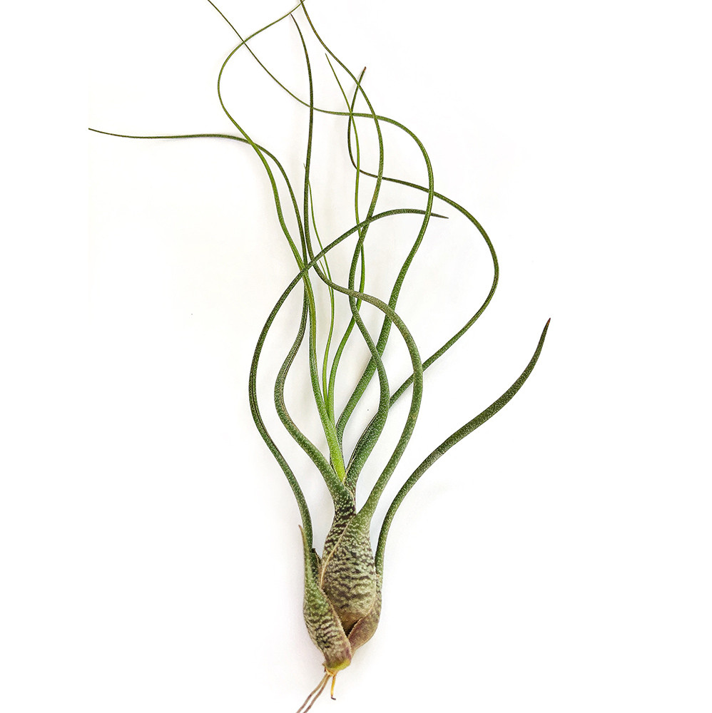 Тіландсія атмосферна Бутсі (Tillandsia Butzii)