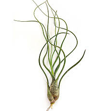 Тіландсія атмосферна Бутсі (Tillandsia Butzii)