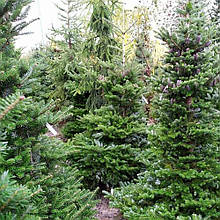 Ялиця Біла Європейська (контейнер 0,5л)