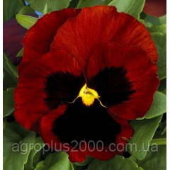 Насіння Віола Колосус F1, Червона з вічком 100 насінин Syngenta, фото 1