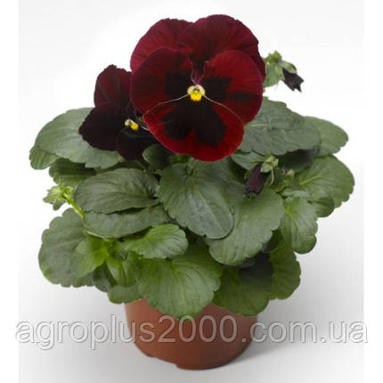 Насіння Віола Колосус F1, Червона з вічком 100 насінин Syngenta, фото 2
