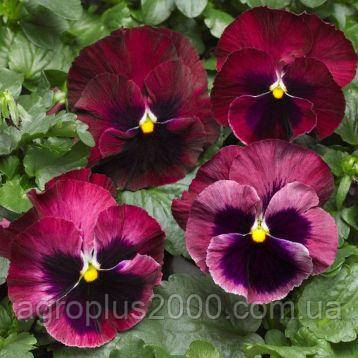 Насіння Віола Колосус F1, Рожева з вічком 100 насінин Syngenta, фото 1