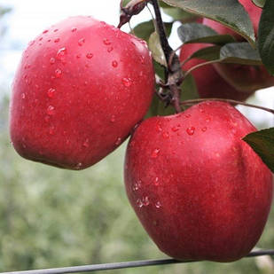 Саджанці Яблуні Одиссо - осінньо-зимова, красномясая, урожайна