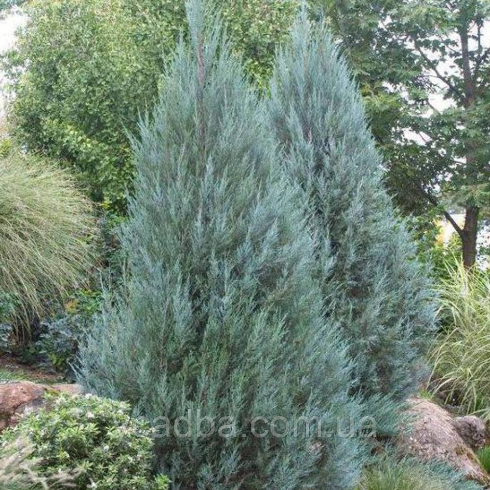 Ялівець скельний Вічита Блю (горщик 3л), фото 1