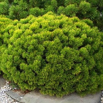 Сонна гірська Вінтер Голд (горщик)