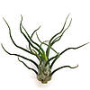 Тіландсія атмосферна Бульбоза (Tillandsia Bulbosa), фото 3