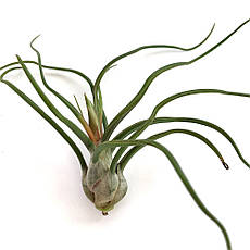 Тіландсія атмосферна Бульбоза (Tillandsia Bulbosa)