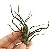 Тіландсія атмосферна Бульбоза (Tillandsia Bulbosa), фото 4