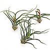 Тіландсія атмосферна Бульбоза (Tillandsia Bulbosa), фото 5
