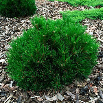 Сосна гірська Варелла (горщик)