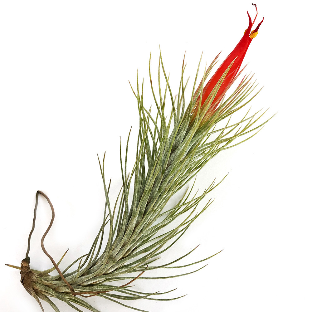 Тіландсія атмосферна Фанкіана (Tillandsia Funckiana)