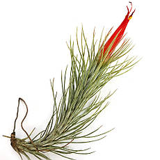 Тіландсія атмосферна Фанкіана (Tillandsia Funckiana)