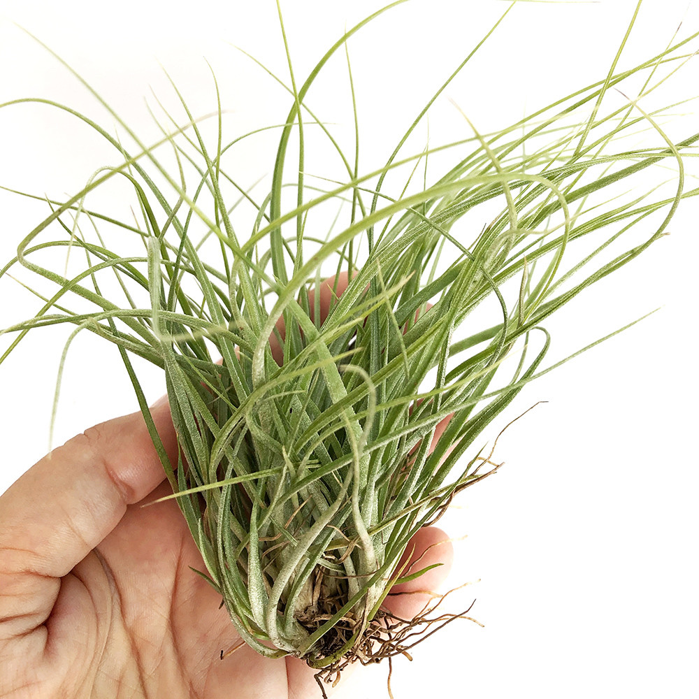 Тіландсія атмосферна Ректифолія (Tillandsia Rectifolia), фото 1