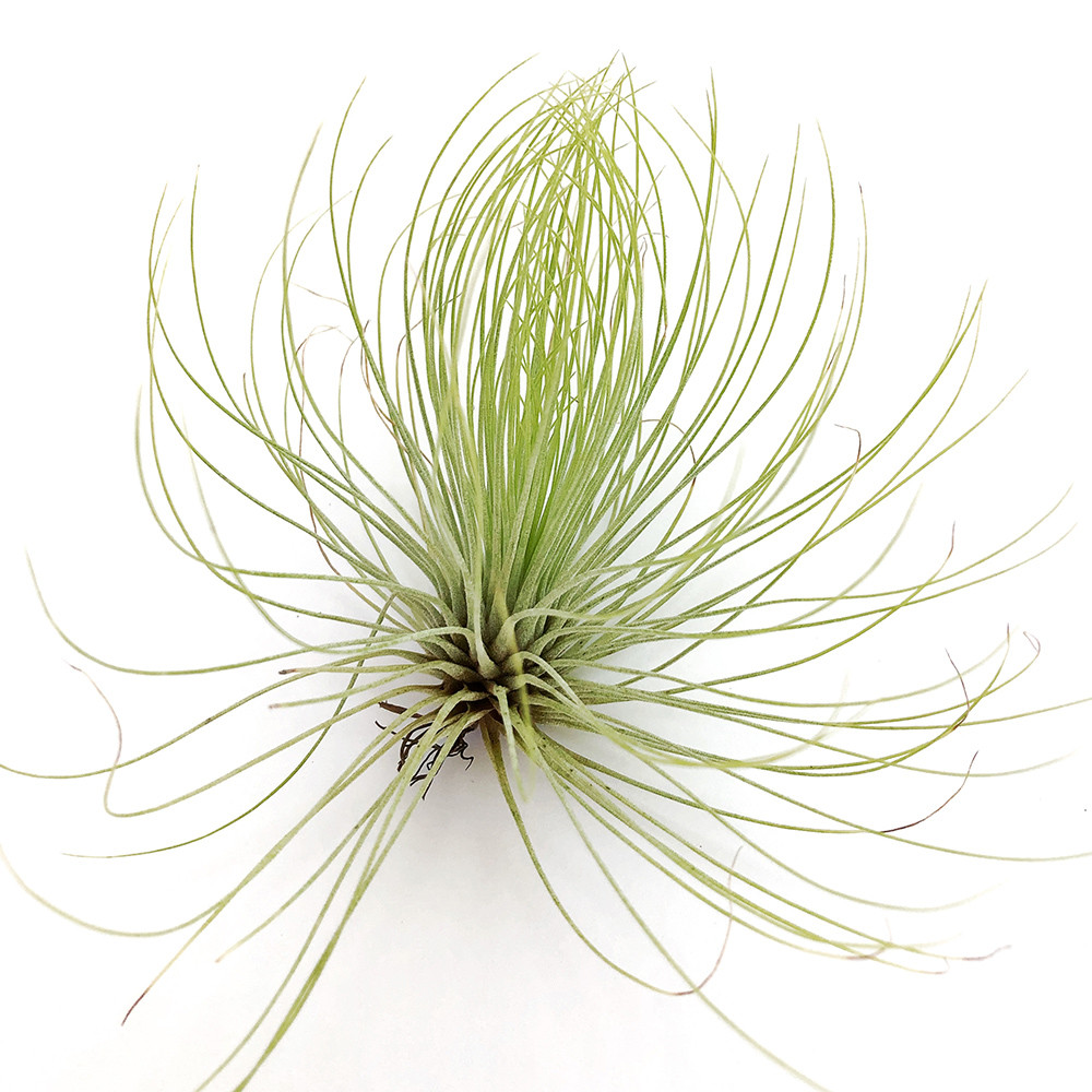 Тіландсія атмосферна Андріана (Tillandsia Andreana)