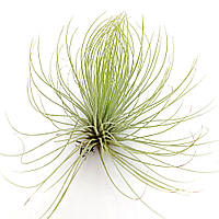 Тилландсия атмосферная Андреана (Tillandsia Andreana)