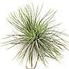 Тіландсія атмосферна Андріана (Tillandsia Andreana), фото 3