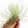Тіландсія атмосферна Андріана (Tillandsia Andreana), фото 4