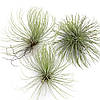 Тіландсія атмосферна Андріана (Tillandsia Andreana), фото 5