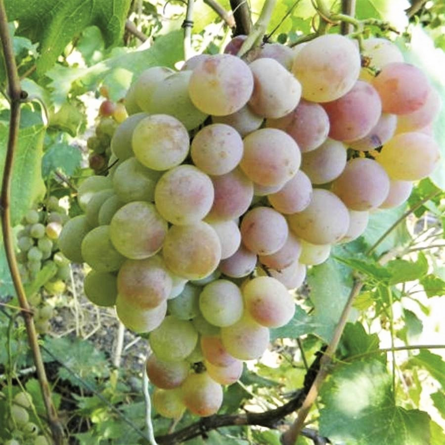 Саджанці Винограду Кишмиш Іванушка - ранньо-середнього терміну, урожайний, морозостійкий, фото 1