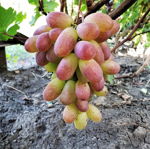 Саджанці Винограду Айсберг - раннього терміну, великоплідний, морозостійкий