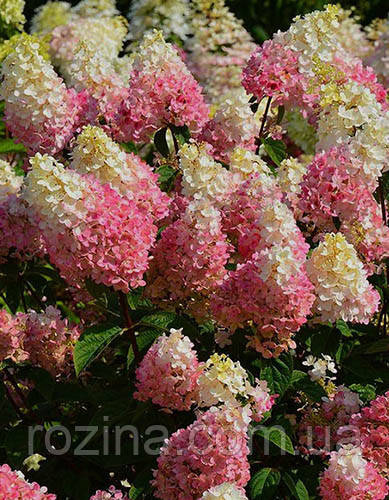 Гортензия метельчатая Строберри Блоссом (Strawberry Blossom)