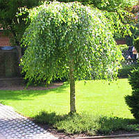 Саженцы Берёзы бородавчатой повислой Юнге - Betula pendula Youngii