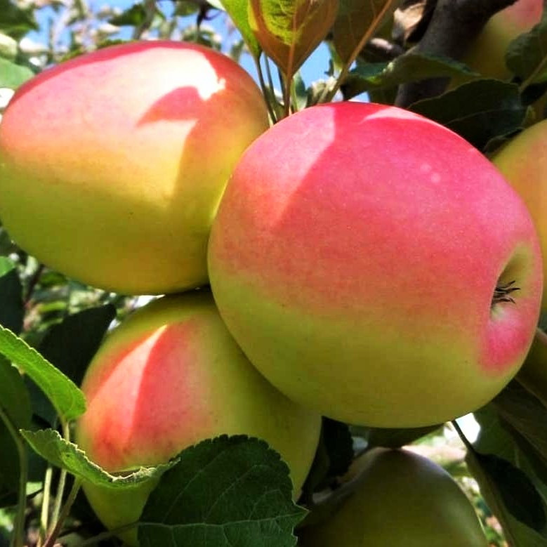 Саджанці Яблуні Синап Султан - зимова, крупноплідна, зимостійка, фото 1